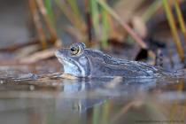Moorfrosch